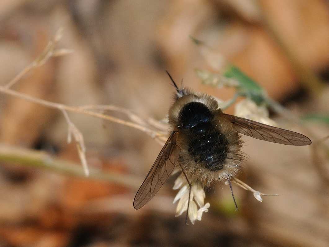 Bombyliidae - Bombylius ?